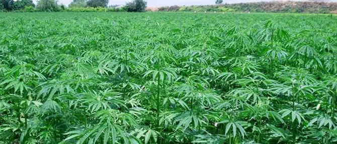 Due arresti per coltivazione di canapa nel reggino