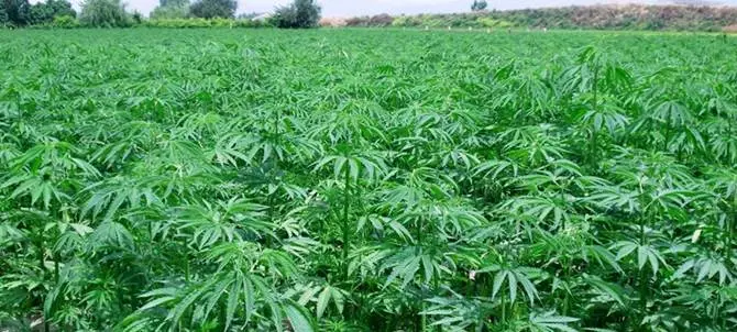 Catanzaro Lido, rinvenimento e sequestro di 5.730 piante di marijuana