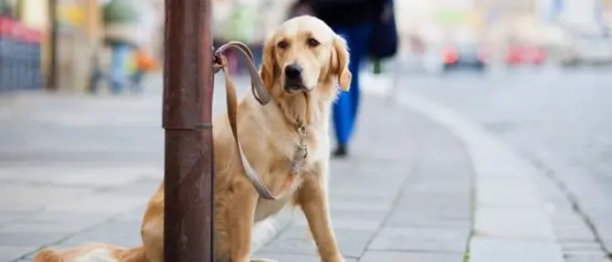 La Calabria tra le regioni in cui sono morti più animali investiti VIDEO