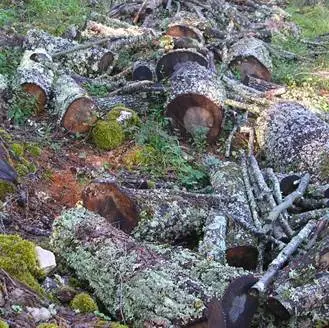 Abbattono alberi di pregio, denunciati padre e figlio