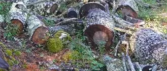 Abbattono alberi di pregio, denunciati padre e figlio