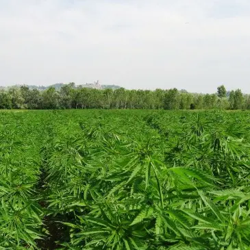 Sequestrato arsenale e 300 piante di marijuana nel cosentino, tre arresti