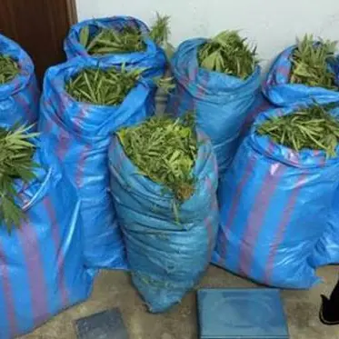 Trovati 161 chili di marijuana, un arresto nel reggino