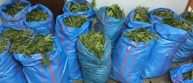 Trovati 161 chili di marijuana, un arresto nel reggino
