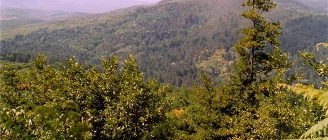 ‘Irto nomini il Presidente del Parco Naturale Regionale delle Serre’