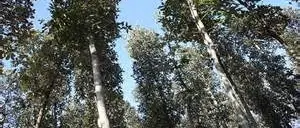 TAGLIANO E PORTANO VIA TRONCHI D’ALBERO, DUE DENUNCE A MONGIANA