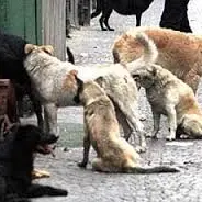 DONNA DI PIZZONI AGGREDITA DA BRANCO DI CANI