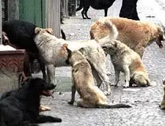 DONNA DI PIZZONI AGGREDITA DA BRANCO DI CANI