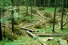 FORESTA D’ABETI VANDALIZZATA NEL COSENTINO, DENUNCIATO IL TITOLARE DI UNA DITTA BOSCHIVA
