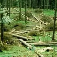 DITTA BOSCHIVA HA TAGLIATO ABUSIVAMENTE 10MILA PIANTE DI PINO ED ABETE