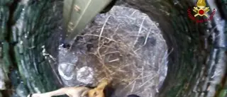 CIRO’ MARINA, CANE SALVATO DAI VIGILI DEL FUOCO