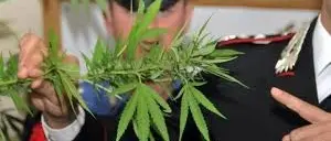 COLTIVAVA PIANTE DI CANAPA INDIANA, PENSIONATO ARRESTATO A LUZZI