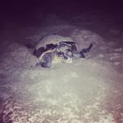 UNA TARTARUGA MARINA DEPONE LE UOVA SUL LITORALE DI PIZZO