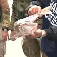 GIOIA TAURO: SEQUESTRATO PESCE SENZA AUTORIZZAZIONE, DONATO IN BENEFICENZA