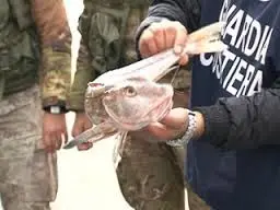 GIOIA TAURO: SEQUESTRATO PESCE SENZA AUTORIZZAZIONE, DONATO IN BENEFICENZA