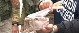 GIOIA TAURO: SEQUESTRATO PESCE SENZA AUTORIZZAZIONE, DONATO IN BENEFICENZA