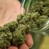 TREMILA PIANTE DI MARIJUANA SEQUESTRATE A BONIFATI