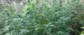 DROGA: SCOPERTE PIANTAGIONI DI CANAPA INDIANA A REGGIO E A CATANZARO. IN MANETTE 5 PERSONE.