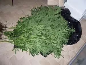 MINORE COLTIVAVA MARIJUANA TRA GLI ORTAGGI, DENUNCIATO