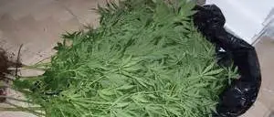 MINORE COLTIVAVA MARIJUANA TRA GLI ORTAGGI, DENUNCIATO