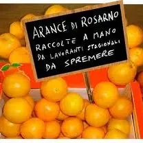 AL VIA LA RACCOLTA DELLE ARANCE. ALLARME DELLA CIGL: ATTESI A GIOIA TAURO OLTRE DUEMILA MIGRANTI