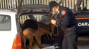 DROGA: CANE ‘FIUTA’ MARIJUANA, UN ARRESTO NEL CROTONESE