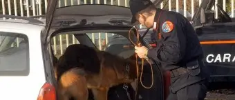 DROGA: CANE ‘FIUTA’ MARIJUANA, UN ARRESTO NEL CROTONESE