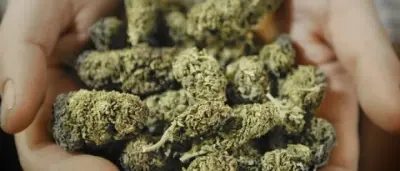 MARIJUANA NASCOSTA IN CAMERA DA LETTO, DENUNCIATI TRE RAGAZZI