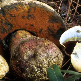 Mangiano funghi velenosi, due morti a Corigliano