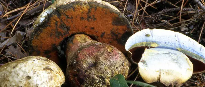 Mangiano funghi velenosi, due morti a Corigliano