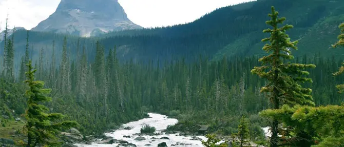 Passo indietro del governo: spariti 140 milioni destinati ai forestali calabresi