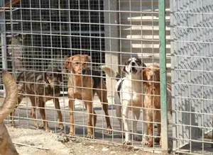 Vibo, sequestrato canile abusivo