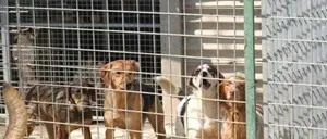 Vibo, sequestrato canile abusivo