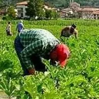 Crotone, scoperti falsi braccianti agricoli