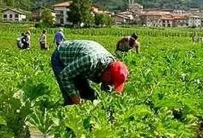 Crotone, scoperti falsi braccianti agricoli