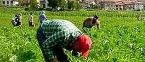 Crotone, scoperti falsi braccianti agricoli