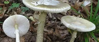 Cosenza, un'intera famiglia avvelenata con i funghi