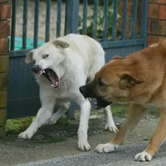 Donna aggredita da un branco di cani