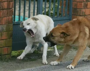 Donna aggredita da un branco di cani