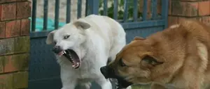 Donna aggredita da un branco di cani