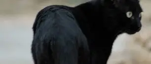 A rischio migliaia di gatti nella notte di halloween