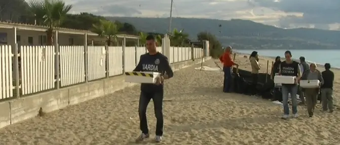 Nidiata tartarughe a rischio, trasferite a Napoli