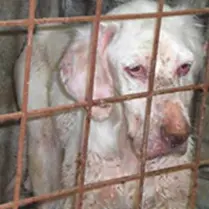 Cani maltrattati: denunciato un catanzarese