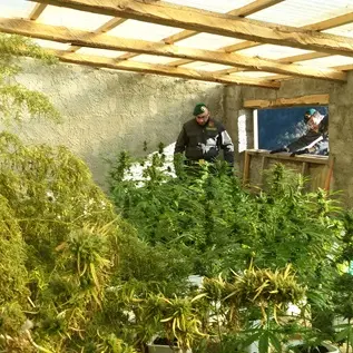 Cetraro, scoperta una centrale di marijuana