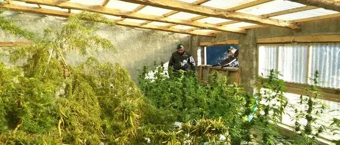 Cetraro, scoperta una centrale di marijuana