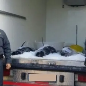 Pesca: Gdf sequestra 150 kg tonno rosso nel Cosentino