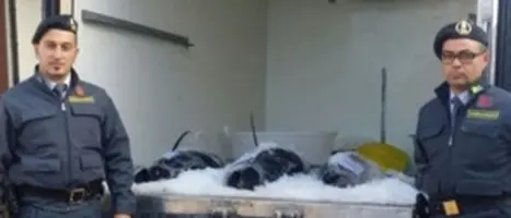 Pesca: Gdf sequestra 150 kg tonno rosso nel Cosentino
