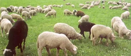 Brucellosi: Allevamento ovi-caprino sequestrato nel Vibonese