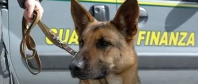 Lamezia Terme: nascondeva marijuana in una damigiana, arrestato