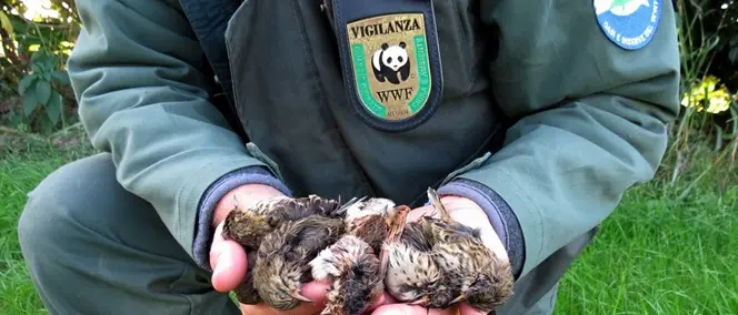 WWF: Domenica la giornata della biodiversità a Mongiana (VV)